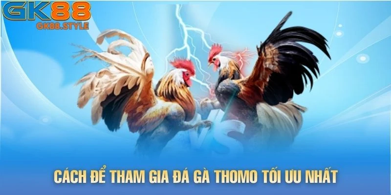 Cách để tham gia đá gà thomo tối ưu nhất