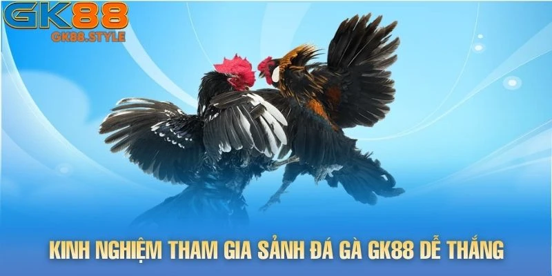 Kinh nghiệm tham gia sảnh đá gà gk88 dễ thắng từ cao thủ